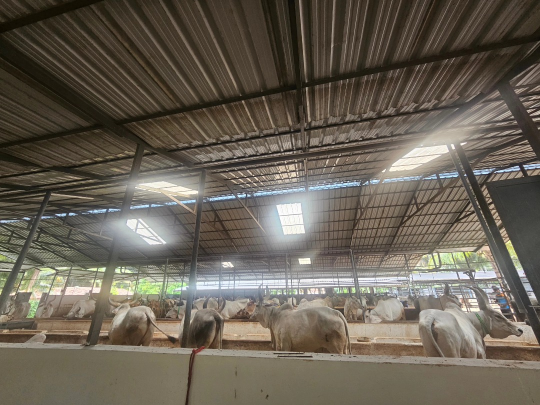COWMA Dairy