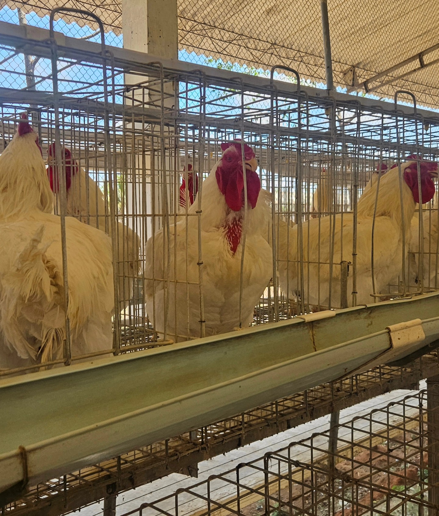 MBS Hatcheries